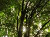 tree canopy